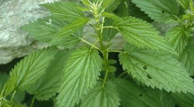 A herbal source for the treatment of varicose veins